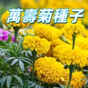 【萬壽菊種子】四季開花 陽台盆栽 庭院花卉 觀賞植物 易種好照顧 耐熱抗旱 發芽率高 新手易種植