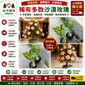台灣現貨 🌹【塔型沙漠玫瑰苗】🌹最新塔型 稀有沙漠玫瑰花苗 大花濃香耐熱庭院懶人好養花卉薄荷四季綠植物 基地直發