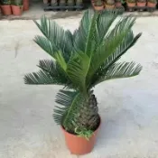 鐵樹 四季常青耐寒植物 鐵樹 【超商只限一盆】 台灣鐵樹 4吋