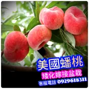 美國蟠桃✅嫁接苗✅可在南.北.盆栽陽台 蟠桃苗 蟠桃 水果苗 盆栽 果苗 樹苗 矮化果樹 矮生盆栽 矮化盆栽 水果盆栽