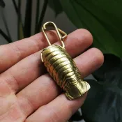 古生物系列-大王具足蟲