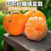 正宗✅砂糖橘✅矮化嫁接盆栽✅大陸品種✅非常好吃的橘子，可盆栽陽台 砂糖橘 綠皮砂糖橘 樹苗 果苗 矮化果樹 水果苗