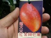 ╭＊田尾玫瑰園＊╯新品種水果苗-(  金興芒果)肉質和愛文差不多，纖維少一些