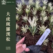 【青嶼】大虎斑羅漢松｜珍稀斑葉品種｜常綠觀賞樹｜庭園造景｜盆景素材｜收藏級樹種