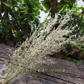 原色天然乾燥卡斯比亞A級吸染色永生卡斯比亞(份量多最低價)情人草乾燥花材 捧花花束花圈胸花頭花素材 壹樓花藝雜貨