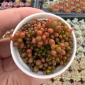 小紅莓（群）🌵1吋｜一顆顆小巧圓潤，像迷你漿果一樣，圓滾滾超可愛🍇✨｜滿200元出貨🚚