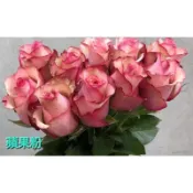玫瑰天地 賣場3盆起才有出貨 3吋品種玫瑰苗 一箱最多8盆 蘋果粉