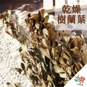 (店+)乾燥樹蘭葉 樹蘭 極度花燥 花材 葉材 永生花 乾燥花 不凋花 樹蘭葉 葉 葉子 永生葉材 乾燥葉材 畢業季 畢業