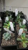 花田厝 多肉植物 ** 小妞妞 ** 2吋盆/高5-10cm 療癒可愛白厚葉弁慶 