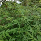 芳香萬壽菊新鮮枝條(無根)，宜蘭三星山自然農法種植，不用農藥，不用化學肥料。