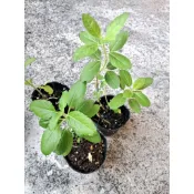 打拋葉 食用植物（3吋）