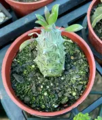 3寸盆 普西莉菊 塊根 多肉植物 綠化 美化 觀賞植物