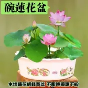 💥【碗蓮花盆】不定時超低價搶購🔥碗蓮荷花微型碗蓮專用盆子 塑料無孔金錢草適用簡約水培花盆一葉蓮盆