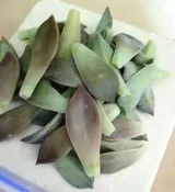 ✅SGS檢驗合格🥇 現採 無農藥 可食用 石蓮花 600g 天然栽培  朧月 多肉植物 用途多 好處多