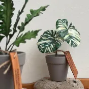 皮革製 泰國斑葉龜背芋盆栽_送禮/收藏