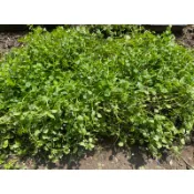 〈草生栽培研究社〉心葉水薄荷長方型草毯，約長48寬28高15CM (草生栽培/增加有機質/果園、菜園地被植物