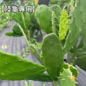 🌱傑克叔叔🌱金武扇、團扇、陸龜最愛、仙人掌、火龍果、火龍果枝條、陸龜食草、桑葉、車前草、蒲公英新選擇