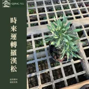 【青嶼】時來運轉羅漢松｜造型羅漢松｜盆景藝術｜居家擺飾｜庭園景觀｜送禮植栽