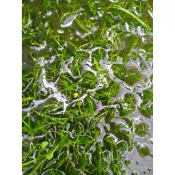 阿馨水草屋。造景水草-巴西利草皮(前景草皮專用)1盆水草缸造景專賣店