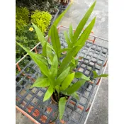 細葉海岸 凝茀蕨｜3吋盆～室內空氣淨化蕨類植物⋯