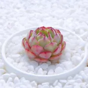【小鮮肉肉】恩西諾 種子(10粒裝)E. sp El Encino, Hidalgo 姬蓮系 多肉植物
