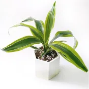 活力黃系列 | 檸檬千年木 六邊形水泥觀葉植栽 室內植栽
