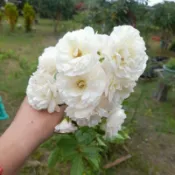 玫瑰花苗（粉滿天星.白滿天星） 月季 薔薇 玫瑰花 3~4吋盆