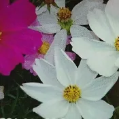 特價【花海種子】大波斯菊 約300粒/包 混合色1包10元
