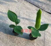 培育者～香蕉苗。寶島蕉。寶島蕉。抗病 豐收