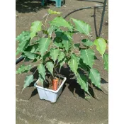 菩提樹   菩提小品盆栽