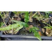 妞妞花園 蕨類植物 橢圓線蕨 2吋