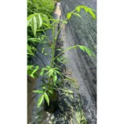 ★綠霖園藝★土橄欖 實生苗 觀賞植物/水果樹苗/新興果樹/果苗/嫁接/植物/盆栽