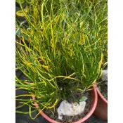 🌳 觀賞植物、綠化空間 【 變葉木(多品種) 】5-6吋盆