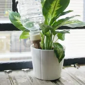 盆栽自動澆水器【百貨通】1組/3入 澆花器 種花 創意園藝 台灣製造 種植