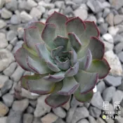 【星辰多肉】暗冰  三吋 穩根連盆寄送。多肉植物，療癒，觀葉，多肉。（寄送會掉葉，可接受再下單）