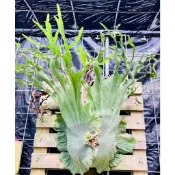 🐝BEE_PLANTS 台中鹿角蕨 高冠女王