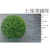 心栽花坊-細葉七里香/七里香/波波球/圓球/寬60cm/綠籬植物/圓球/造型樹/特售/售價1100特價1000
