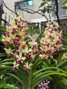 【元氣萬代蘭】  蘭展的常勝軍雅美萬代蘭植株健壯～🌺🌼🌸