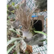 澳銀鹿角蕨孢子苗（觀賞植物、上板植物）