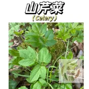 現貨速發（山芹菜種子）黑瞎子鴨兒芹三葉芹野蜀芹鴨腳菜鴨掌菜山野菜 全株綠色、葉片葉柄及嫩莖均可食用，性喜較冷涼天#辛香類