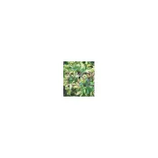 (店+)圍籬植物  斑葉鵝掌藤 6吋盆高20-30公分斑卵鵝掌藤 【花森好市】
