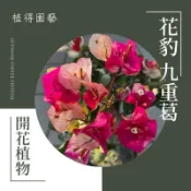植得｜畫報·花豹九重葛｜多年生常綠開花植物