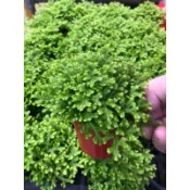 捲柏  蕨類｜3吋盆｜濕地植物⋯