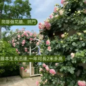 【爬藤月季薔薇花苗】爬藤月季薔薇種子四季開花陽台庭院盆栽耐寒好養攀援花卉植物