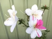 【優勢】日本皋月杜鵑中大苗~品種名(富士鏡)
