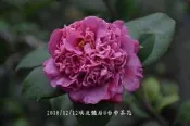 台中茶花 - 埃及豔后 - (原棵茶花) - ㄅ339
