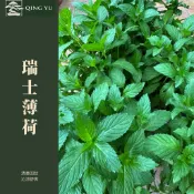 【青嶼】瑞士薄荷｜Swiss Mint｜食用香草｜泡茶香草｜香草植物｜薄荷盆栽｜驅蟲植物｜料理香草