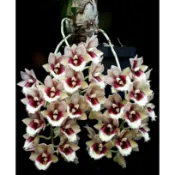 Clowesetum Penang Waltz 天鵝蘭 瓶苗