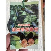 ★綠霖園藝★最新品種澳洲手指香檬靠接苗高度30公分 觀賞植物/水果樹苗/新興果樹/果苗/嫁接/植物/盆栽