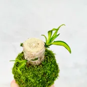 七分田 療癒系 巴西木/巴西鐵樹苔球